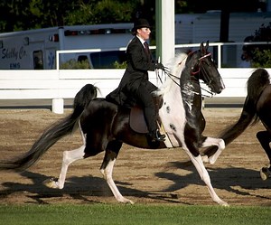 American Saddlebred Horse: Interesting Facts You May Not Even Have Known