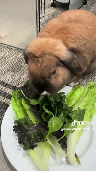 Adorable Bunny Enjoying Dinner ASMR
