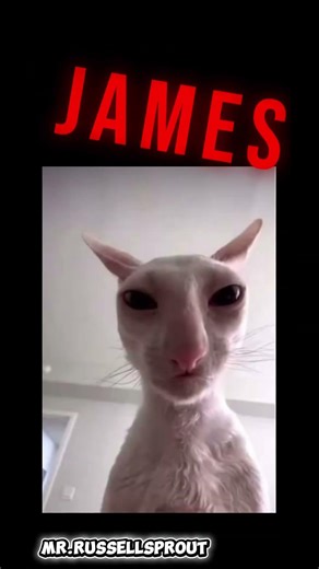 Top 5 most scary cats#cat