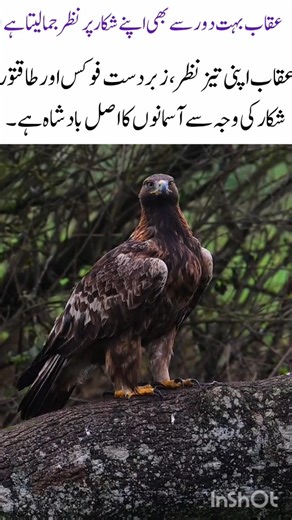 Eagles can lock onto prey from incredible distances 👀🦅#Eagle# EagleFacts #Wildlife #ytshorts