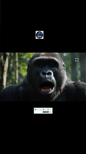 Gorilla Leader and His Troop Unite to Push Back Poachers #Gorilla #GorillaLeader #AlphaGorilla