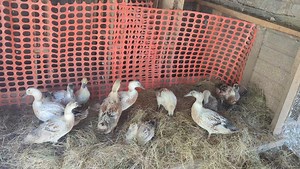 Shake those tail feathers. (Just realized there are 11) Welsh harlequin ducklings. | Cajun Creek Farm