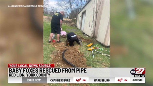 Baby foxes rescued from pipe