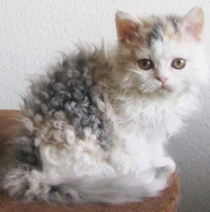 A new breed of curly cats is becoming more popular and they all descend from one stray! Via Positive News Network | AOL