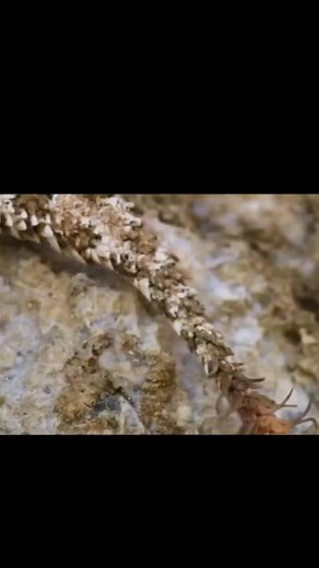 ‏Spider Tailed Horned Viper #snakes #viper #spider