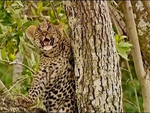 Leopard Cubs in the Tree Tops | Little Big Cat | BBC Earth