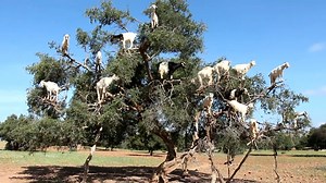 3.2K views · 87 reactions | If you ever wondered where goats come from, they grow on a Goat Tree! #Animal #Animals  | Animalistic | Facebook