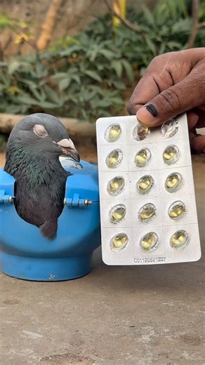 Pigeon Treatment with Cod Liver Oil | Strength & Recovery Care 🕊️💧#viral #reels