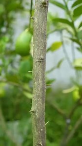 🌿How to grow lemon tree! great ideas of propagation lemon tree by air layering using green coconut | Nathan & Alsop