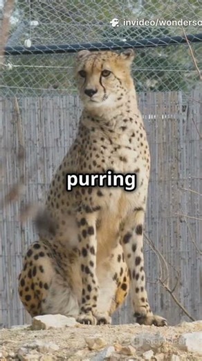 Cheetahs Don’t Roar—They Chirp! 🐆 #cheetah #roar #chirp