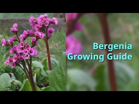 Bergenia Growing Guide
