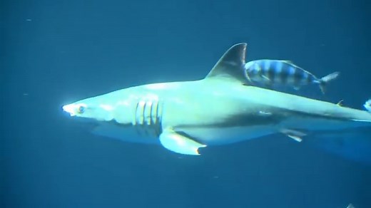 Great White Shark Dies After Just 3 Days In Captivity At Japan Aquarium