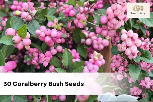 30 Coralberry Bush Seeds | Symphoricarpos Orbiculatus | Native Ornamental Shrub | Pink Berry Wildlife Plant - Etsy
