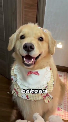 Decoding Your Dog: Unraveling the Mysteries of Canine Behavior