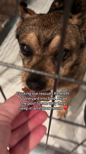 Creating a Safe Space for Rescue Dogs: Kenneth's Journey