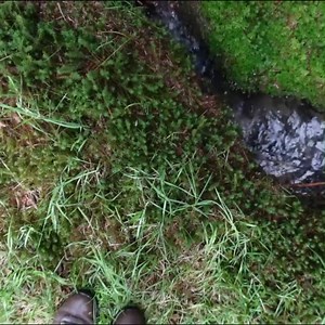 part 3 Solo Forest Camping and a Cold Dip in the Stream | WildBeare