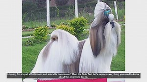 Meet the Shih Tzu: The Ultimate Guide to This Adorable Breed