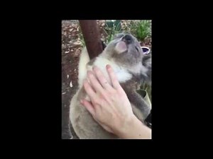 CUTE KOALA VIDEO - Koala blissed out - tummy rubs are the best! insta: @koalakrusader