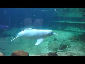 アマゾンカワイルカのお食事の時間 Amazon river dolphin 2018