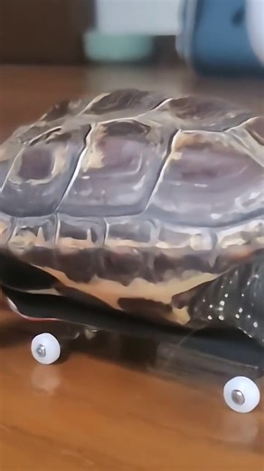 Skateboarding turtle silences bel | Yfyio