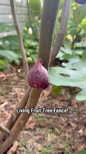 1.1M views · 16K reactions |  Most people think fig trees won’t grow...