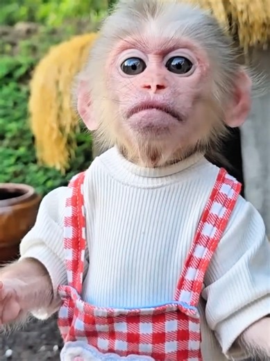 Monkey Daily Routine part02 #londonlife #monkeytok #pets #fypuk #ukviral