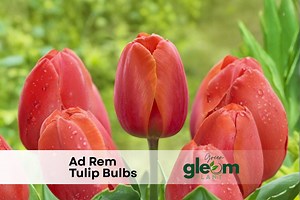 Ad Rem Tulip Bulbs - Bright Orange Spring Garden Blooms (set of 5) - Etsy