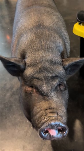 Snack time with Hank #FunnyAnimals #animalsoftiktok #hanktheminipig #petsoftiktok #PigTok