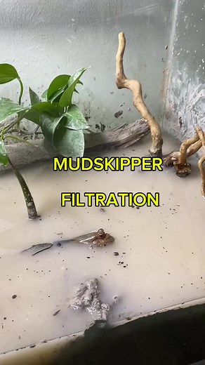 Exploring Mudskipper Habitats in Tidal Systems