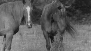 Watch Care of Working Horses - BFI Player
