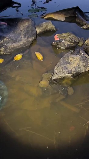So Satisfying 🧡😌 #satisfying #satisfyingvideos #viral #relaxingvideos #satisfying