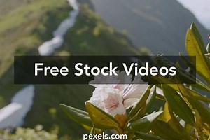 Man Flower Videos, Download The BEST Free 4k Stock Video Footage & Man Flower HD Video Clips