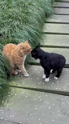 Adorable Cats Interacting in a Natural Outdoor Setting