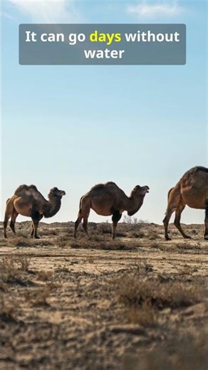 5 Animals That Survive Extreme Conditions