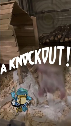 Cuphead Real Boss #23 – Dozy Doodle 🐹💤⬇️