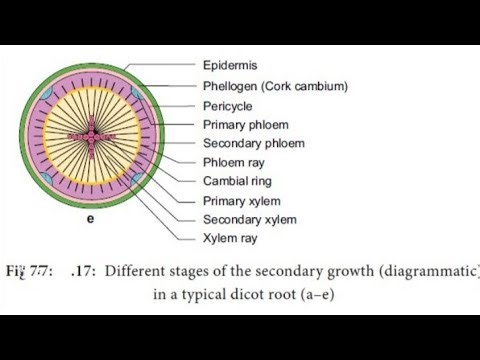 Normal Secondary Growth in Dicot Root🌱 | Step-by-Step Explanation|B.Sc Botany #youtubevideos #viral