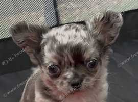 Handsome Merle Chihuahua