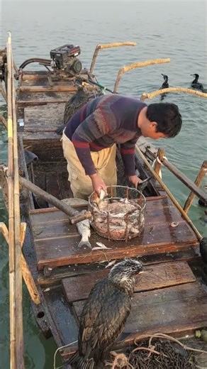 Fish Swallowing Challenges:Guess how fast this cormorant can swallow a 10lb fish?