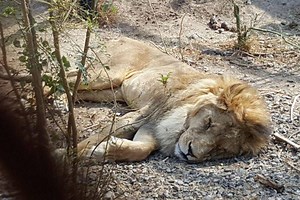 Yemeni zoo animals are starving due to ongoing civil war