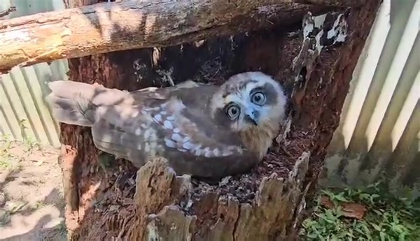 58K views · 2.1K reactions |  say no to rat bait  Here is 10...