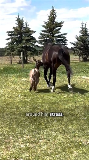 Mini donkey causes chaos on the farm! Special thanks to Jessica, Hershel and friends: @whoopsanothervetbill #minidonkey #farmsanimals #cuddlebuddies | Cuddle Buddies