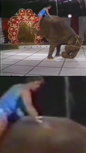 Amazing Circus Elephant: Balancing Act & Triumphant Pose! Witness a triumphant elephant act! Join us in the circus ring as we showcase incredible balancing and posing. Experience the best highlights, engaging expressions, and a visually stunning, entertaining scene. Watch the majestic elephant raise its trunk in a well-lit circus arena! #ElephantAct #CircusLife #AnimalTraining #BalancingAct #CircusPerformer #AnimalEntertainment #BigTop #CircusSkills #ElephantLove #SpectacularShow