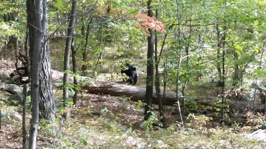 Hiker snapped pictures of bear before fatal attack in West Milford