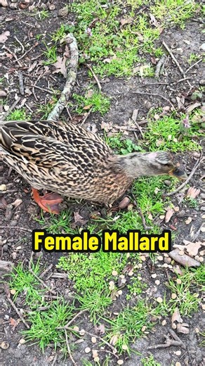 This little lady had a bald patch on the back of her head. This is more than likely caused through mating. The male mallard ducks can be quite rough and demanding with the females during mating season. Hopefully her feathers will grow back soon. #duck #mallard #breedingseason #matingseason #wildlife