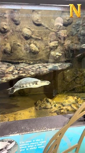 Softshell Turtle Swimming Underwater 🐢