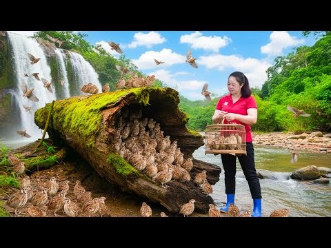 Harvesting Thousands Wild Quail by the ghost stream & Goes Market to Sell – How to trap birds.