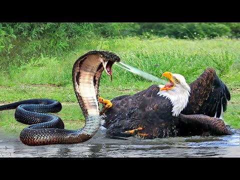 Eagle Vs Snake! Eagle Fights Hard When Encountering The Most Poisonous Snake And What Happens