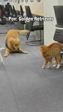 The golden Retriever is really happy to see the cat 😂❤️#shorts