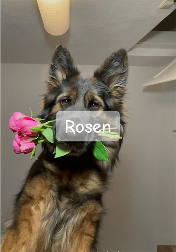 All About German Shepherd Dogs: Traits and Care Tips