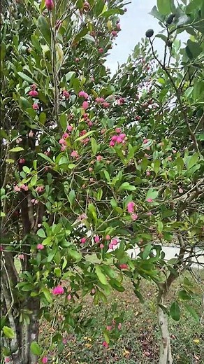 Beautiful lilly pilly A #australia #native plants.